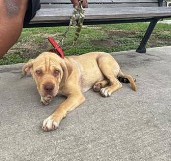 CANELLA -  Shar Pei Dog for Adoption in San Antonio, Texas - CANELLA | PetCurious