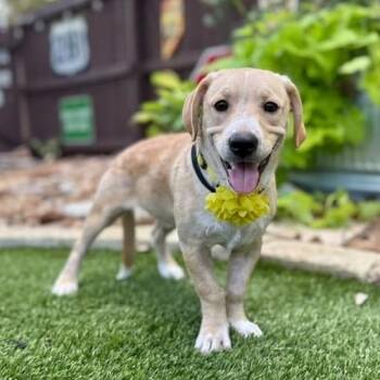 Cricket -  Labrador Retriever and Corgi Dog for Adoption in Fairfield, Connecticut - Cricket | PetCurious