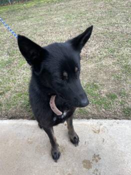 Shepherd Dogs Available for Adoption - Zephyra16299 | PetCurious
