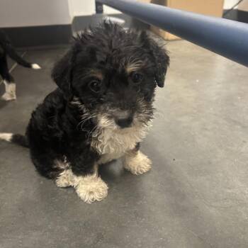 Mixed Breed Dogs Available for Adoption - Cupcake | PetCurious