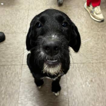 Raquelle -  German Wirehaired Pointer and Standard Poodle Dog for Adoption in Parrish, Alabama - Raquelle | PetCurious