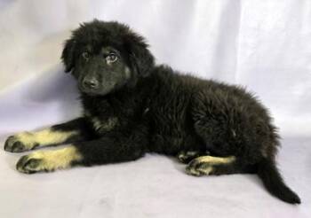 German Shepherd Dog and Mixed Breed Dogs Available for Adoption in Morton Grove, Illinois - Medved | PetCurious