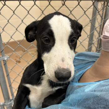 Chevrolet -  Smooth Collie Dog for Adoption in Reno, Nevada - Chevrolet | PetCurious