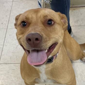Mixed Breed Dogs Available for Adoption in Jacksonville, Arkansas - Brinn | PetCurious