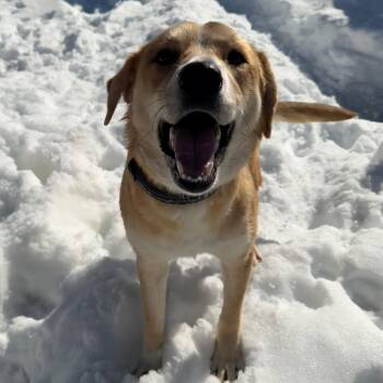 Golden Retriever Dogs Available for Adoption - PETUNIA | PetCurious