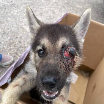 Shepherd Dogs Available for Adoption in Edinburg, Texas - Winx | PetCurious