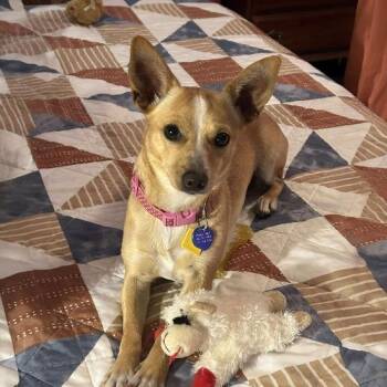 Rescue Chihuahua Dogs for Adoption in Knoxville, Tennessee - Tippy | PetCurious
