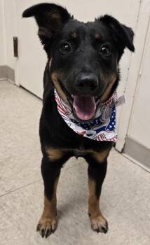 Rose -  Mixed Breed Dog for Adoption in Hamilton, Ohio - Rose | PetCurious