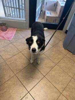 Lilac -  Border Collie Dog for Adoption in Marion, Ohio - Lilac | PetCurious