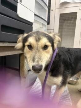 Bubbles -  Siberian Husky and Labrador Retriever Dog for Adoption in Palm Coast, Florida - Bubbles | PetCurious