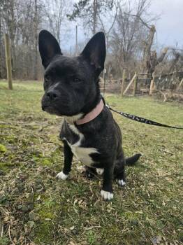 Buddy -  French Bulldog and Golden Retriever Dog for Adoption in Utica, Michigan - Buddy | PetCurious