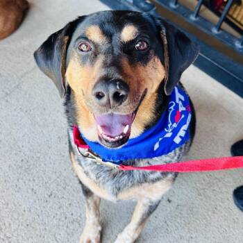 Bluetick Coonhound Dogs Available for Adoption in Columbia, Illinois - Gucci | PetCurious
