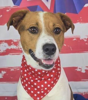 SHINER -  Beagle Dog for Adoption in Edgecliff Village, Texas - SHINER | PetCurious