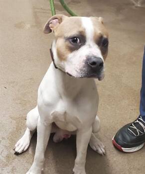 CHIPOTLE -  American Staffordshire Terrier and Pit Bull Terrier Dog for Adoption in Aurora, Illinois - CHIPOTLE | PetCurious