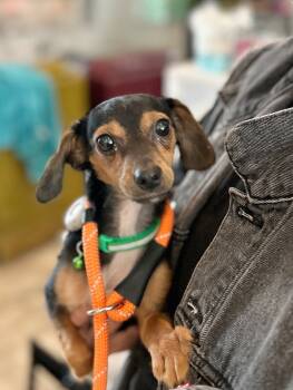Rescue Dachshund and Chihuahua Dogs for Adoption in Los Angeles, California - Frito (aka Remington) | PetCurious