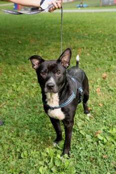 Dougie -  Mixed Breed Dog for Adoption in West Chester, Pennsylvania - Dougie | PetCurious