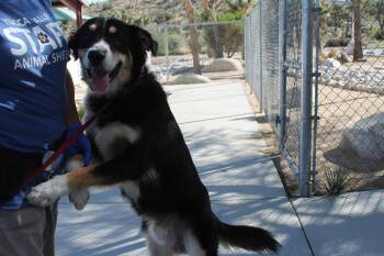 Rescue Australian Shepherd Dogs for Adoption in Yucca Valley, California - Bronco | PetCurious