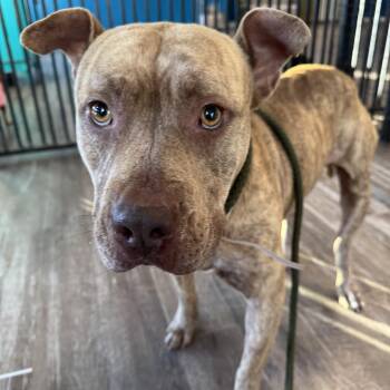 American Staffordshire Terrier and Mixed Breed Dogs Available for Adoption - Jerry | PetCurious