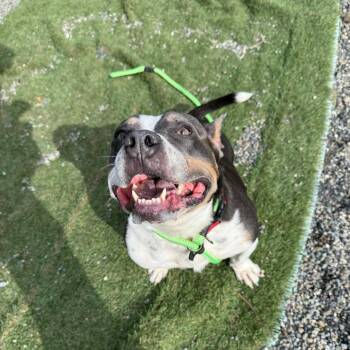 Smokey -  Pit Bull Terrier and Mixed Breed Dog for Adoption in Tacoma, Washington - Smokey | PetCurious