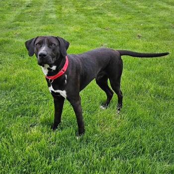 Labrador Retriever and Pit Bull Terrier Dogs Available for Adoption in Holiday Hills, Illinois - Maxx | PetCurious