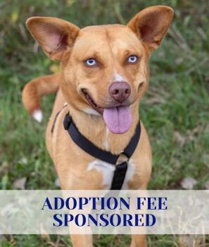 Husky and Pit Bull Terrier Dogs Available for Adoption in Savage, Minnesota - Rubie | PetCurious