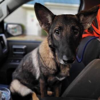 German Shepherd Dog Dogs Available for Adoption in Hinesville, Georgia - Zoey | PetCurious