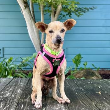 Rescue Chihuahua Dogs for Adoption in Pacific Grove, California - Green Bean | PetCurious