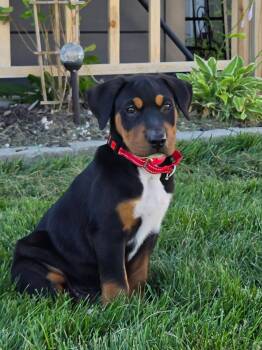 Sam -  Shar Pei Dog for Adoption in New London, Wisconsin - Sam | PetCurious