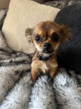 Gigi -  Chihuahua Dog for Adoption in North Freedom, Wisconsin - Gigi | PetCurious