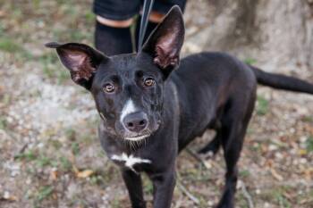 Rescue Feist Dogs for Adoption in Harrison, Arkansas - Eeyore | PetCurious