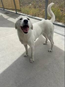 Rescue Akbash Dogs for Adoption in Steamboat Springs, Colorado - Millie | PetCurious