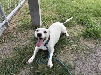 DAISEY -  Pit Bull Terrier Dog for Adoption in Corpus Christi, Texas - DAISEY | PetCurious