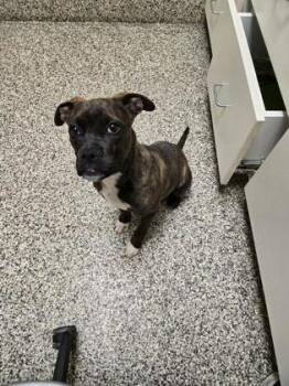 Pit Bull Terrier and Mixed Breed Dogs Available for Adoption in Westland, Michigan - Zambia | PetCurious
