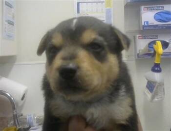 Australian Cattle Dog Blue Heeler Dogs Available for Adoption - GRIS | PetCurious