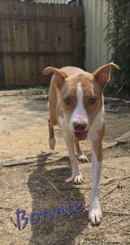 Rescue Mixed Breed Dogs for Adoption in Jackson, Mississippi - Bonnie | PetCurious