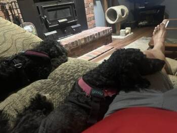 Pearl -  Retriever and Poodle Dog for Adoption in Indianapolis, Indiana - Pearl | PetCurious