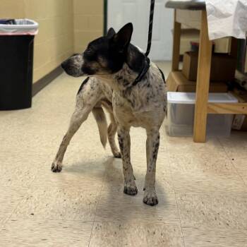Australian Cattle Dog Blue Heeler and Mixed Breed Dogs Available for Adoption in Lucedale, Mississippi - OREO | PetCurious