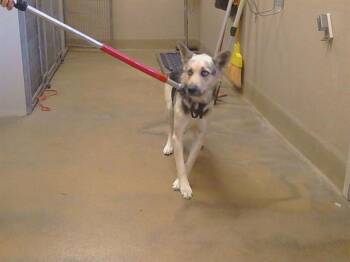 ELOISE -  Siberian Husky and Mixed Breed Dog for Adoption in Sacramento, California - ELOISE | PetCurious