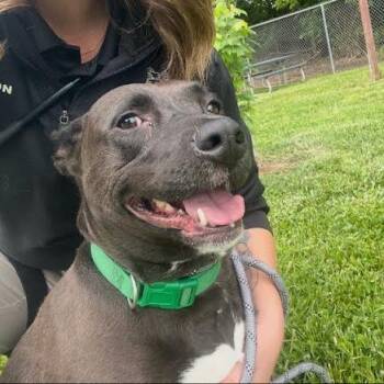 Mixed Breed Dogs Available for Adoption in Jeffersonville, Indiana - Lexi | PetCurious