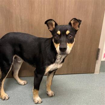 GUMBO -  Australian Cattle Dog Blue Heeler and Australian Kelpie Dog for Adoption in Baytown, Texas - GUMBO | PetCurious