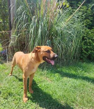 Logan -  Shepherd Dog for Adoption in Manhasset, New York - Logan | PetCurious