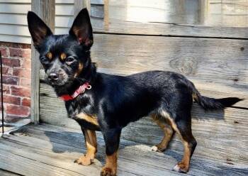 Missy -  Chihuahua Dog for Adoption in Omaha, Nebraska - Missy | PetCurious