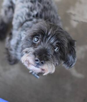 Gilbert Grape -  Miniature Poodle and Terrier Dog for Adoption in Pontiac, Michigan - Gilbert Grape | PetCurious