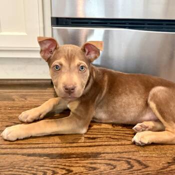 Australian Kelpie and Mixed Breed Dogs Available for Adoption in Rock Hill, South Carolina - Mayple | PetCurious