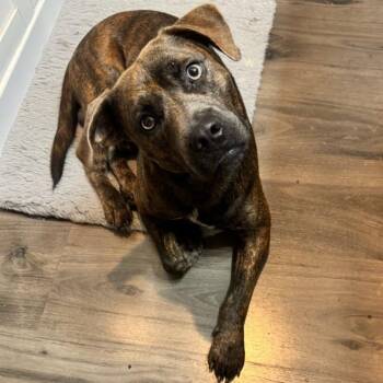 Rescue Plott Hound Dogs for Adoption in Houston, Texas - Reddick | PetCurious