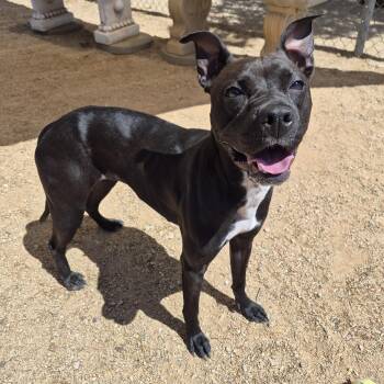 Pit Bull Terrier Dogs Available for Adoption in Sierra Vista, Arizona - Diamond | PetCurious