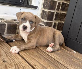 Mathematical -  Pit Bull Terrier Dog for Adoption in Newport, Kentucky - Mathematical | PetCurious