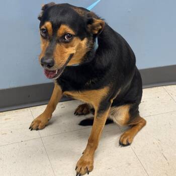Tiko (Grover) -  Terrier and Mixed Breed Dog Available for Adoption in Saint Joseph, Missouri - Tiko (Grover) | PetCurious