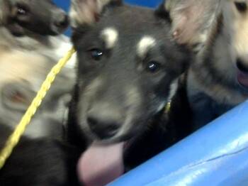 Mixed Breed Dogs Available for Adoption - YORU | PetCurious