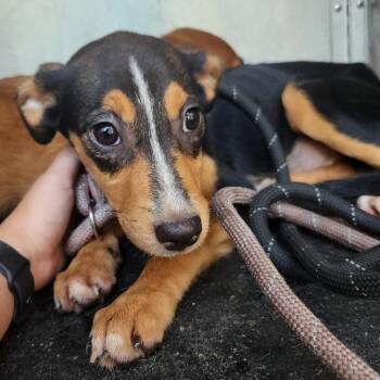 Colette -  Terrier Dog for Adoption in Birmingham, Alabama - Colette | PetCurious